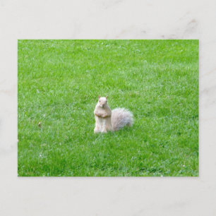 Carte Postale Écureuil de Blonde