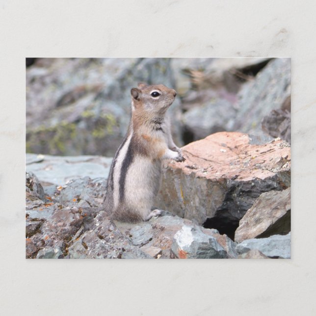 Carte Postale Écureuil de fond à manteau doré au glacier II (Devant)