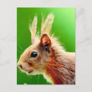 Carte Postale Écureuil de jour