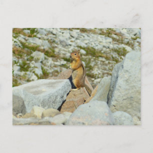 Carte Postale Écureuil de terrain à manteau doré au Mont Rainier