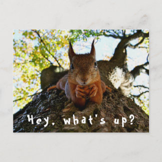 Carte Postale Écureuil drôle Qu'est-ce que c'est Mignon Animal