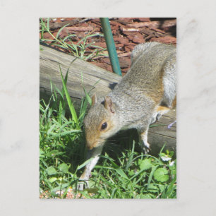 Carte Postale Écureuil Étendre Paw