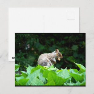 Carte Postale Écureuil gris avec noix