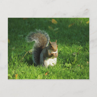 Carte Postale Écureuil gris, Bute Park, Cardiff