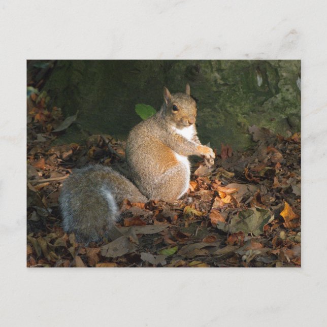 Carte Postale Écureuil gris - Bute Park, Cardiff, Pays de Galles (Devant)