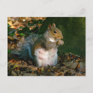 Carte Postale Écureuil gris - Bute Park, Cardiff, Pays de Galles