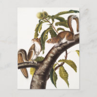 Écureuil gris de Caroline (Sciurus Carolinensis)