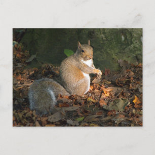 Carte Postale Écureuil gris - Parc Bute, Cardiff, Pays de Galles