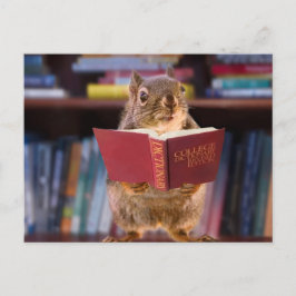 Carte Postale Écureuil intelligent Lecture d'un dictionnaire