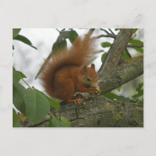 Carte Postale Écureuil rouge