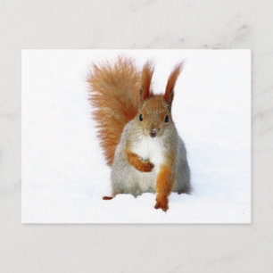 Carte Postale Écureuil rouge assis sous la neige