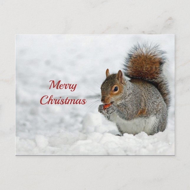 Carte Postale Écureuil Rouge Berry Photo de neige Noël (Devant)