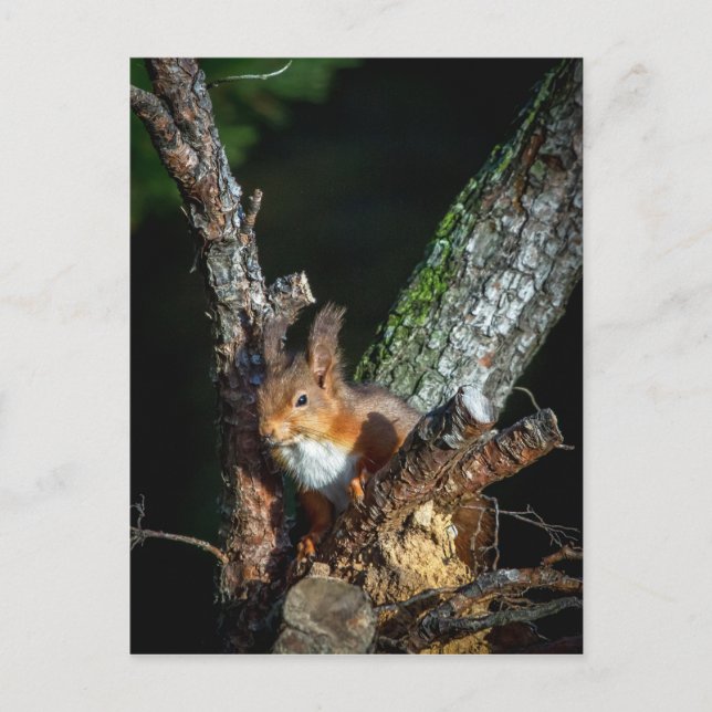 Carte Postale Écureuil Rouge En Haut D'Un Arbre (Devant)