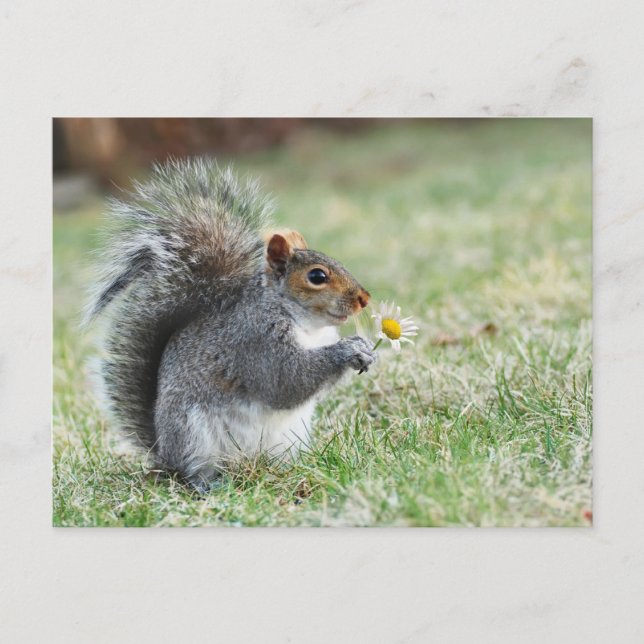Carte Postale écureuil souriant avec marguerite (Devant)