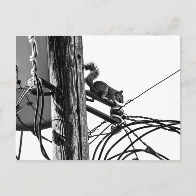 Carte Postale Écureuil sur le téléphone Poteau photo noir & blan (Devant)