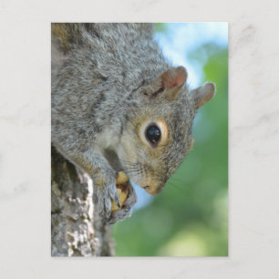 Carte Postale Écureuil suspendu dans un arbre