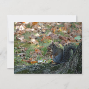 Carte Postale Écureuil tenant une noix