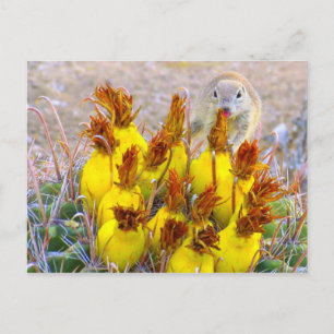 Carte Postale Écureuil terrestre et cactus-baril