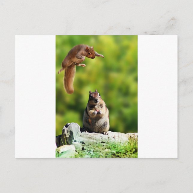 Carte Postale Écureuil volant (Devant)
