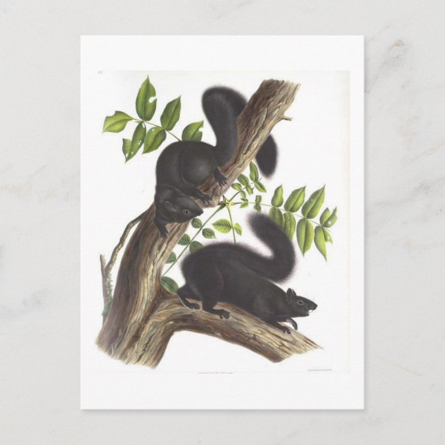 Carte Postale Écureuils noirs (Devant)