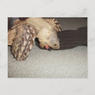 Carte Postale Ed et le Sock, Sulcata Tortoise Bath Mat
