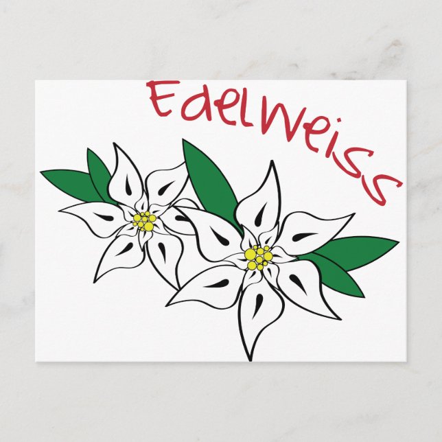 Carte Postale Edelweiss (Devant)