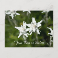 Edelweiss Bloom