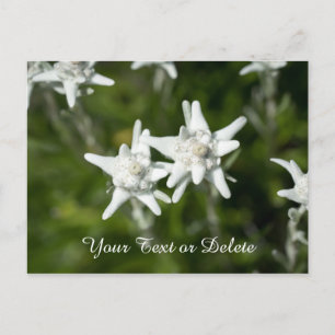 Carte Postale Edelweiss Bloom