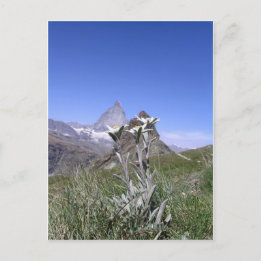 Carte Postale Edelweiss et Matterhorn