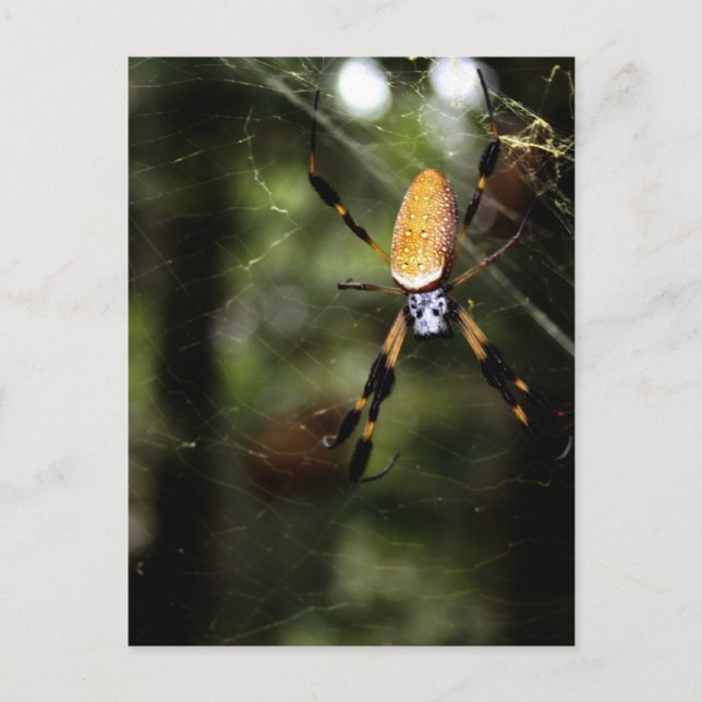 Carte Postale Edisto Golden Silk Spider 3519 (Devant)