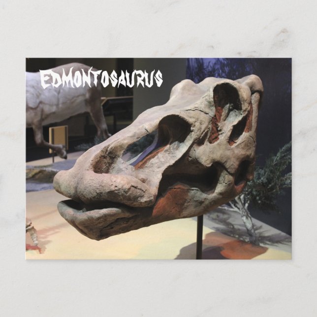 Carte Postale Edmontosaurus (Devant)