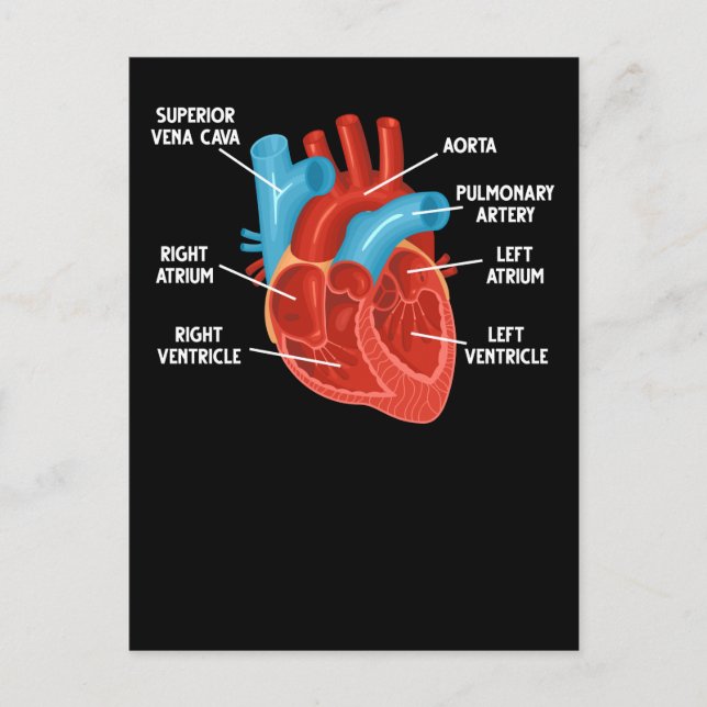 Carte Postale Éducation en anatomie cardiaque Cardiologie (Devant)