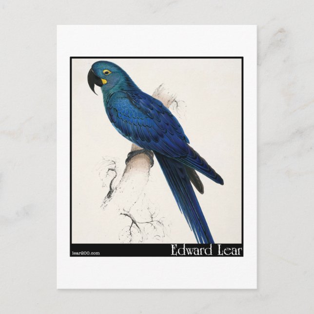 Carte Postale Edward Lear et Hyacinth Macaw (Devant)
