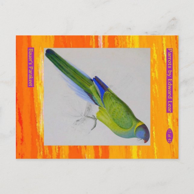 Carte Postale Edward Lear. La Perruche de Bauer. (Devant)