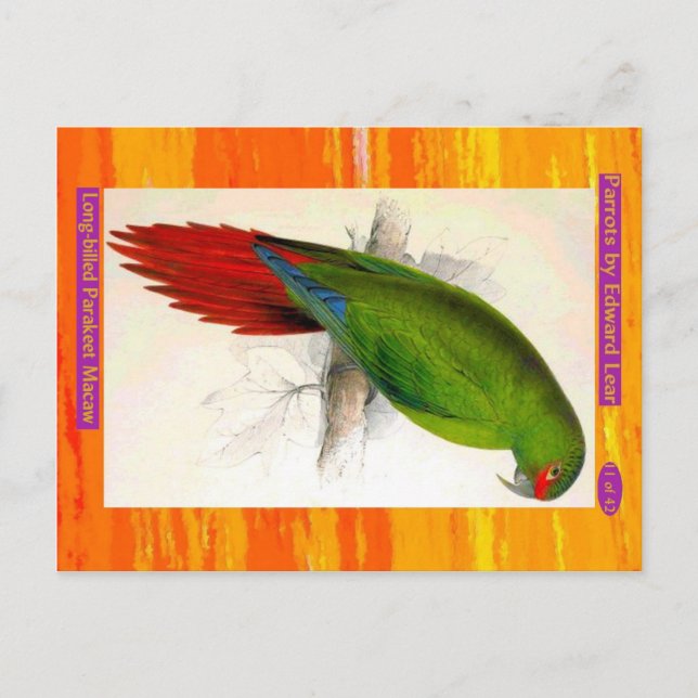 Carte Postale Edward Lear. Parakeet Macaw à long prix. (Devant)