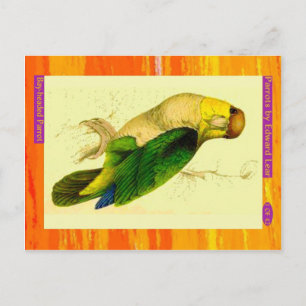 Carte Postale Edward Lear. Parrot à tête blanche.