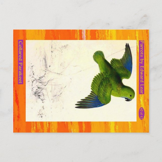 Carte Postale Edward Lear. Perruche à collier. (Devant)