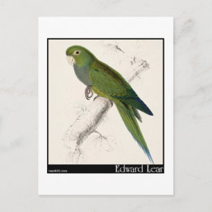 Carte Postale Edward Lear, perruque nain-macaw