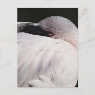 Carte Postale Effet de dessin de portrait de flamant rose Art