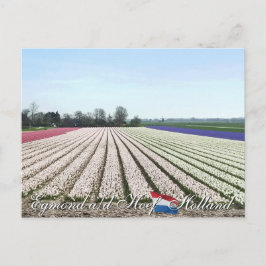 Carte Postale Egmond aan den Hoef Bulb Flowers Holland Postcard