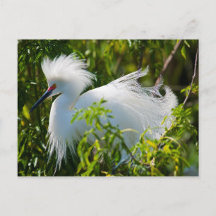 Carte Postale Egret neigeux