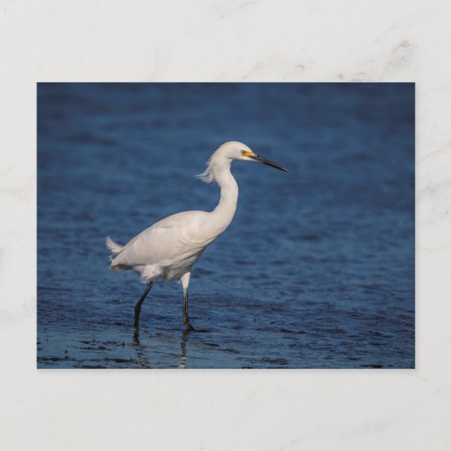 Carte Postale Egret neigeux sur North Beach (Devant)
