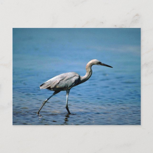 Carte Postale Egret rougeâtre, pêche (Devant)