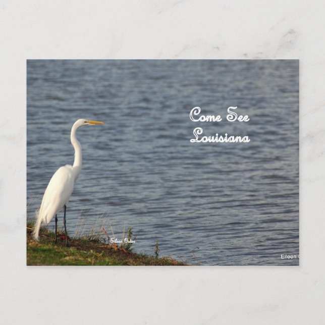 Carte Postale Egret vous invitant à venir en Louisiane (Devant)