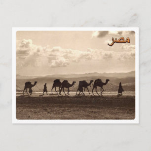 Carte Postale Egypt - Camels -