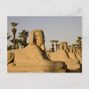 Carte Postale Égypte, Louxor. L'Allée des Sphinx mène à