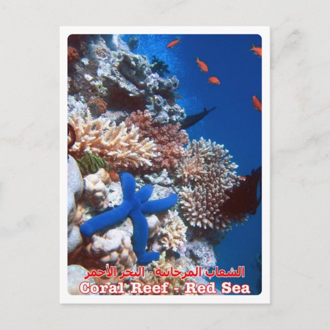 Carte Postale Égypte - Mer Rouge - Barrière de corail - (Devant)