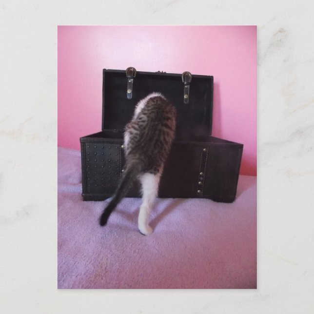 Carte postale égyptienne Mau Mix kitten (Devant)