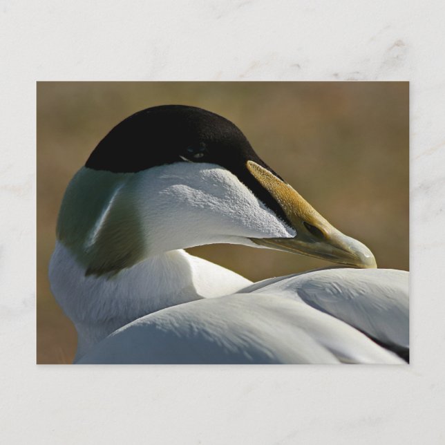 Carte Postale Eider (Devant)
