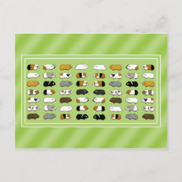 Carte Postale Eine Postkarte mit Meerschweinchen